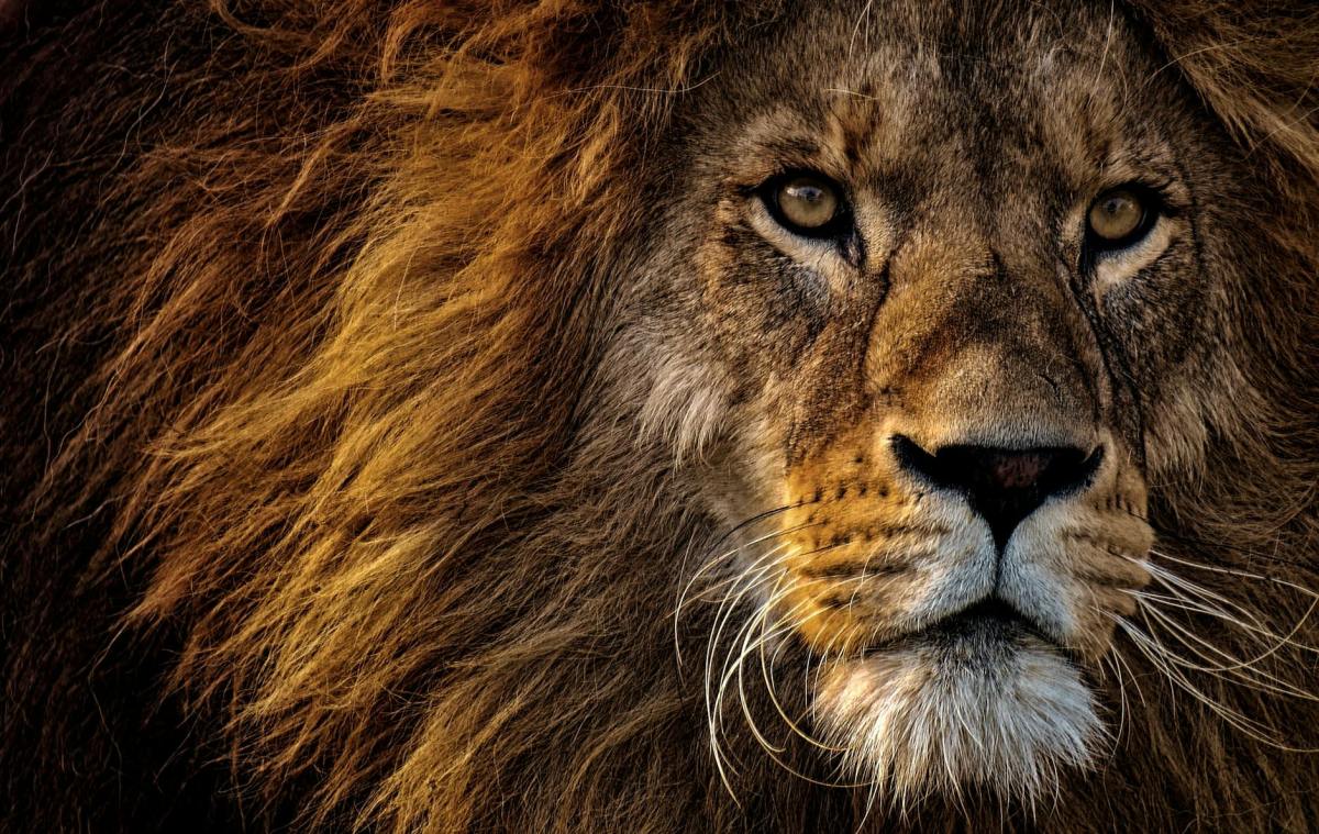 Is Aslan Jesus?