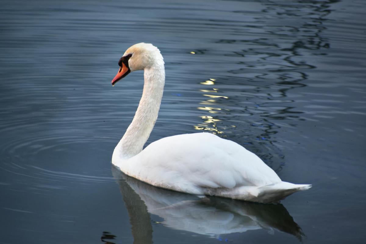We don’t talk about swans: the thing about&nbsp;abominations