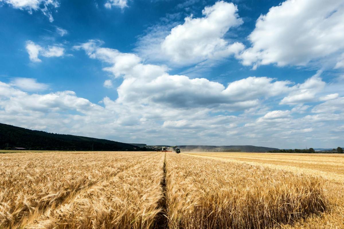 Among the gleanings