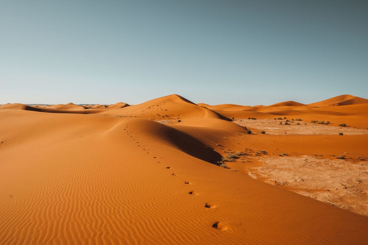 What would you need to survive in the&nbsp;desert?