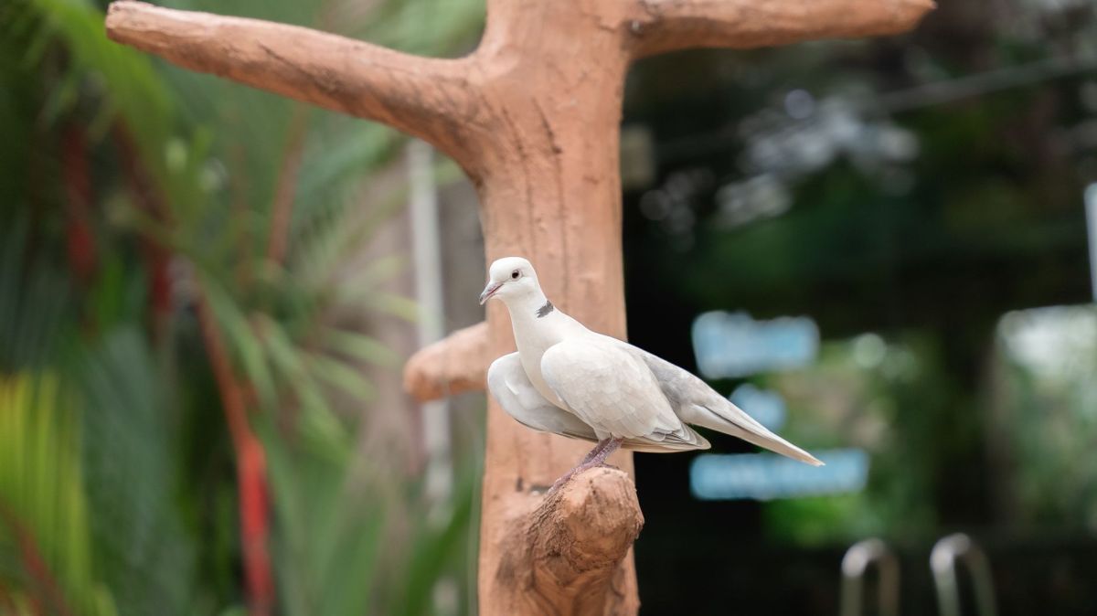 It seemed good to the Holy Spirit and us: What does that actually&nbsp;mean?
